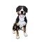 Entlebucher Mountain Dog (Design 2) - Printed Transfer Sheets for a variety of surfaces product 1